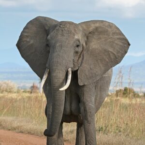 Enyi (Elephant)