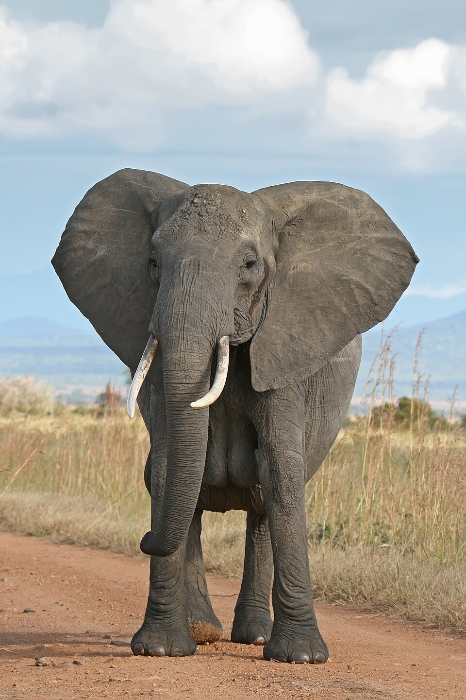 Enyi (Elephant)