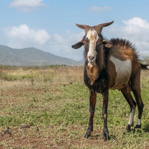 Ewu (Goat)