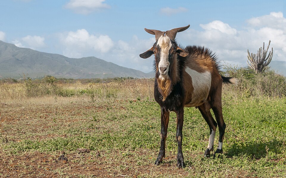 Ewu (Goat)