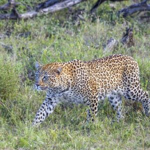 Agụ (Leopard)