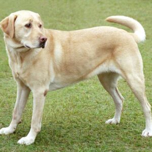 Nkịta (Dog)