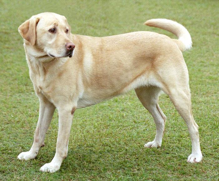 Nkịta (Dog)